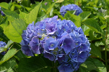 コメット（アジサイ）