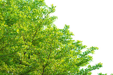 Green leaves on white background