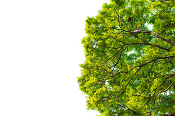 Green leaves on white background