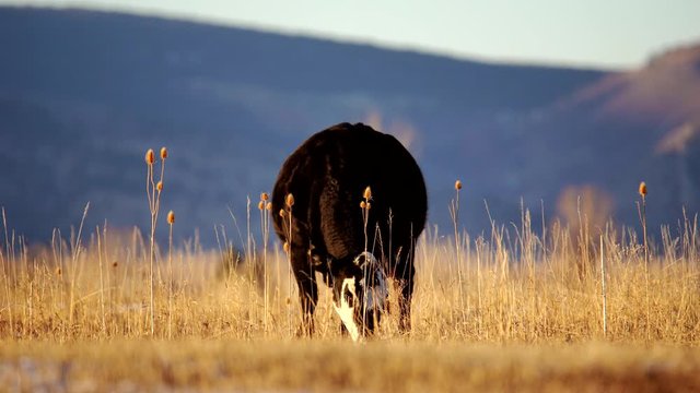 Angus grazing in the open space of Boulder Colorado