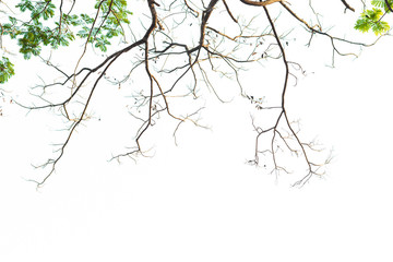 Green leaves on white background