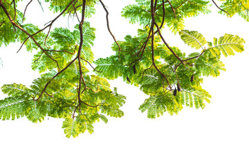 Green leaves on white background