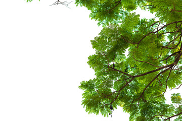 Green leaves on white background