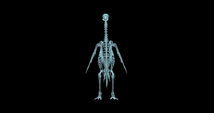 Skeleton structure of Penguin in Holographic.