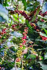 Arabicas Coffee bean on Coffee tree at Doi Chaang in Thailand, Coffee bean Single origin words class specialty.vintage nature background,