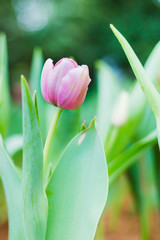 Beautiful bouquet tulips in spring at the garden,Nature background.