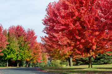Naklejka premium Trees turning from green to bright red on the neighborhood road