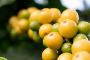Close up fresh organic yellow raw and ripe coffee cherry beans on tree plantation