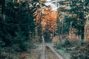 Foggy pathway inside pine tree forests with autumn fall colored foliage in the morning in Lüneburg Heide heathland