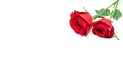 Fototapeta premium Red rose on a white background