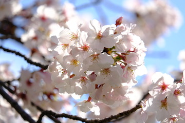 桜