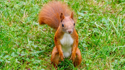 red squirrel in the forest waiting