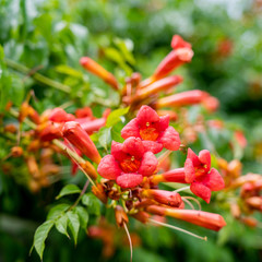 red flower in the garden