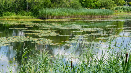 Obraz premium lake in the forest
