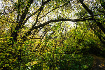 Beautiful autumn forest in the morning sunlight. Selective focus. Shallow depth of field.
