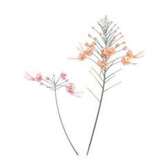 Pink and orange peacock flowers on white