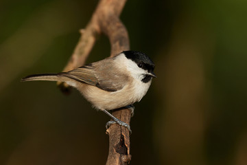 Marsh tit (Poecile palustris)