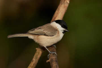 Marsh tit (Poecile palustris)