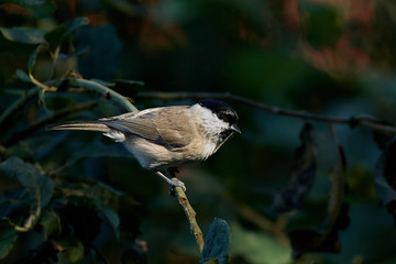 Marsh tit (Poecile palustris)