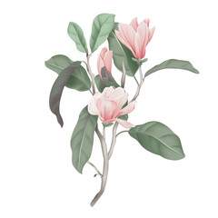 Pink magnolia flowers with leaves on branch © momosama