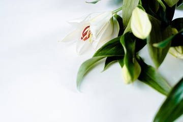 lily flower isolated on a white background. Saint Valentine's and engagement concept.