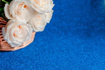 White roses  on a classic blue pantone 2020 background. Saint Valentine's, mother's and women's day  and engagement concept.