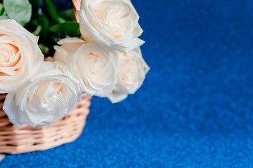 White roses  on a classic blue pantone 2020 background. Saint Valentine's, mother's and women's day  and engagement concept.