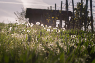 Flowers with hut in the background and soft lightend scene