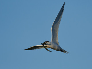 Sandwich tern (Thalasseus sandvicensis)