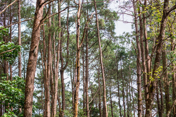 Naklejka premium trees in forest
