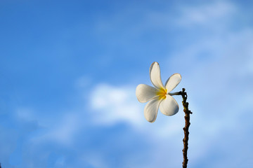 white Frangipani flowers in the nature with blue sky background