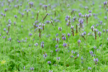 flowers in garden nature concept background