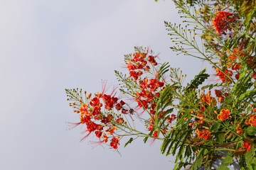 Flower bunch