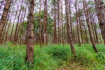 Obraz premium trees in the forest