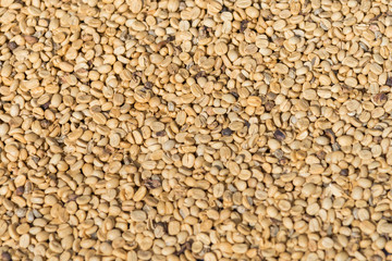 Arabicas Coffee bean dry texture background.