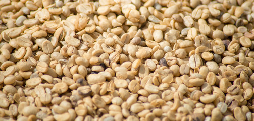 Arabicas Coffee bean dry texture background.