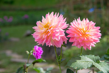 Obraz premium pink flower in the garden