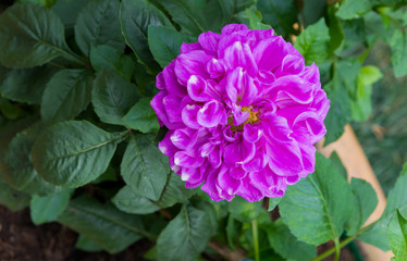 Fototapeta premium pink flower in the garden