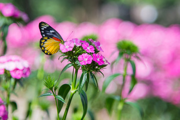 butterfly on a flower