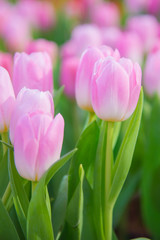 Tulip Flower in The garden