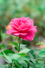 pink rose in garden