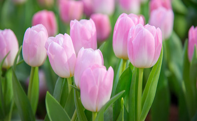 Tulip Flower in the garden nature concept background