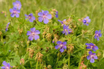 Geranium meadow in sunset light