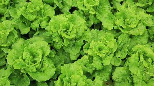 Green lettuce grow at vegetable garden