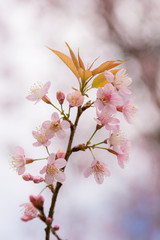 Beautiful cherry blossom.Nature concept background.