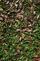 草の上の落ち葉