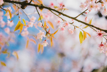 cherry tree blossom nature concept