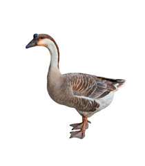Goose isolated on white background