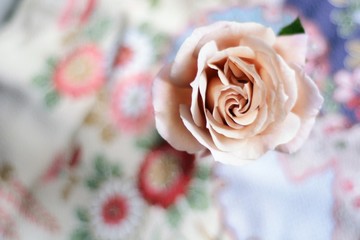 バラ ジュリア Wall Mural Wallpaper Murals Wallsheaven Nanigeni