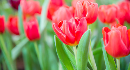 red tulips in the garden